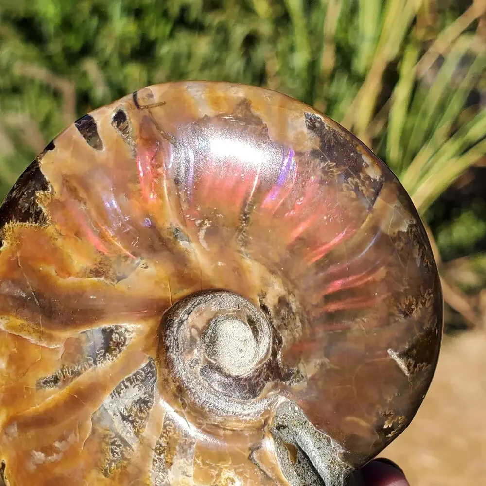 Ammonite Fossil Iridescent Rainbow Color Burst 164 Grams